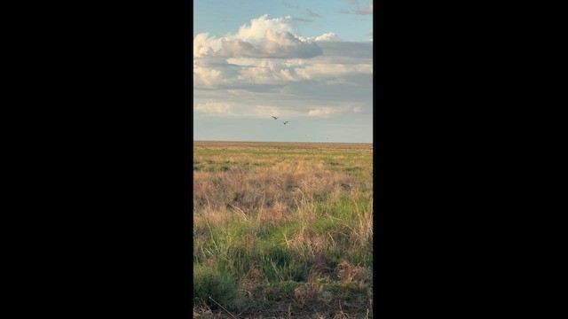Oriental Pratincole - ML627333727