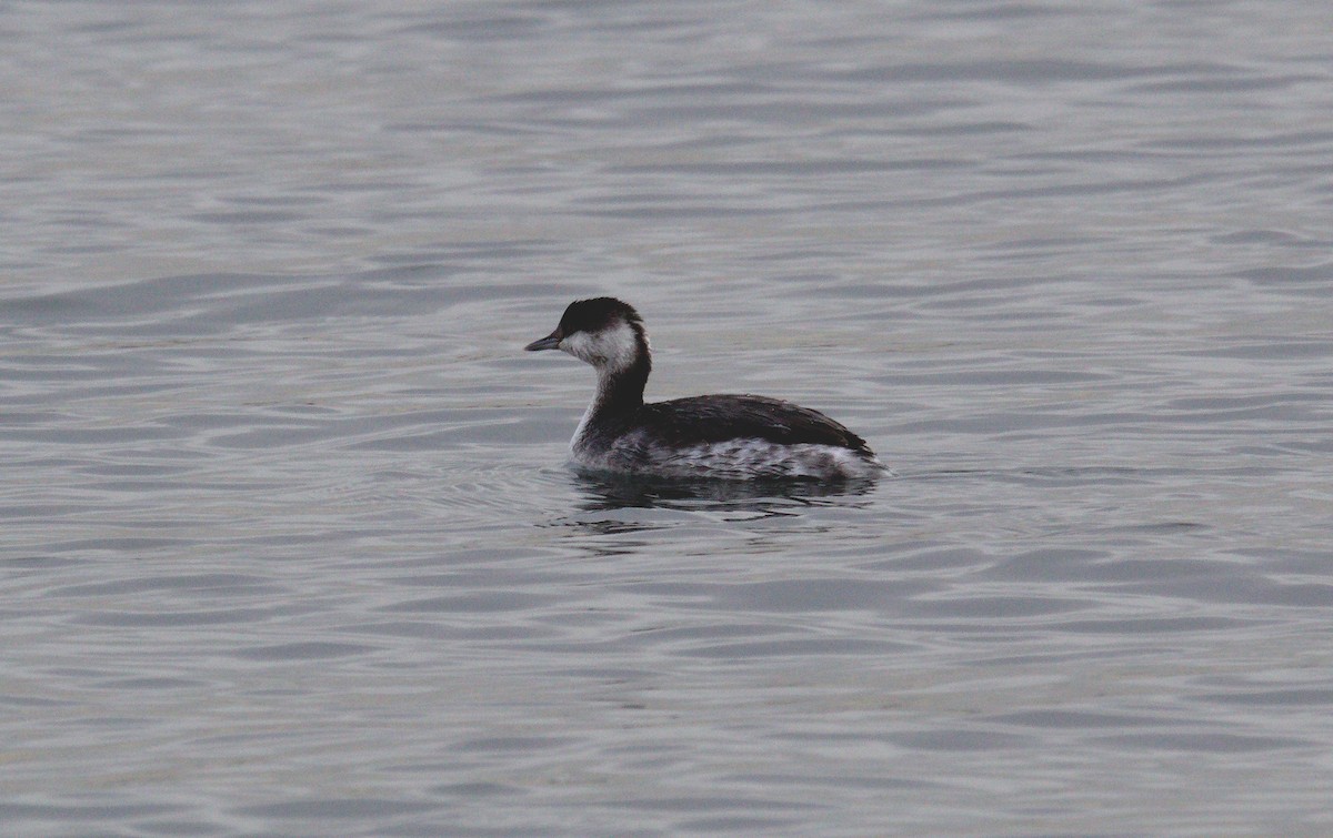Horned Grebe - ML627333851