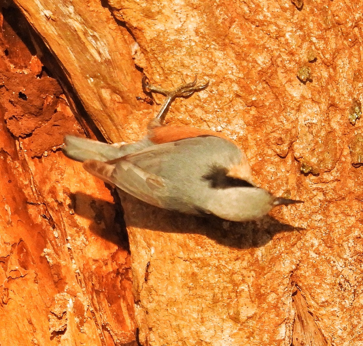 Indian Nuthatch - ML627333859