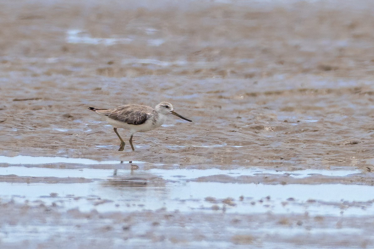 Nordmann's Greenshank - ML627333907