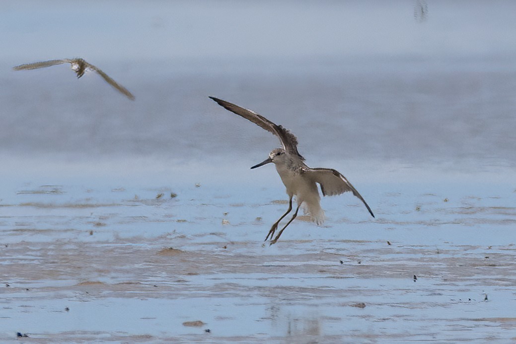 Nordmann's Greenshank - ML627333908