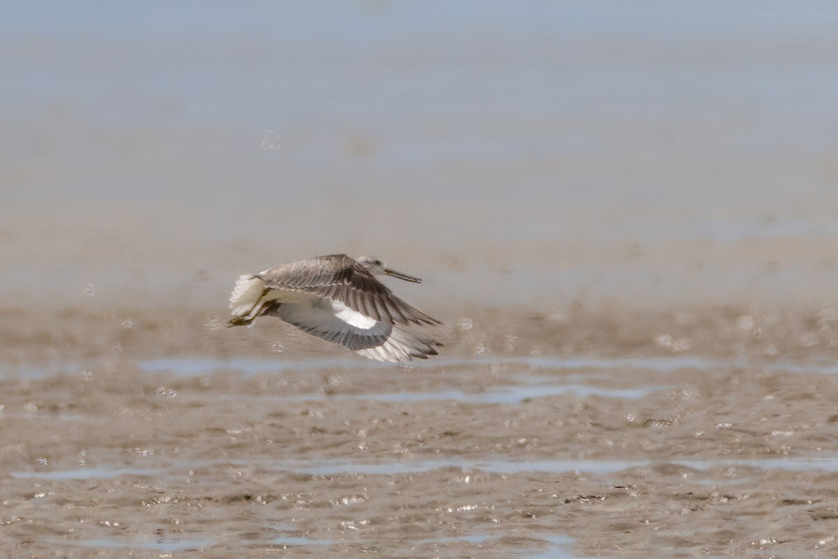 Nordmann's Greenshank - ML627333909