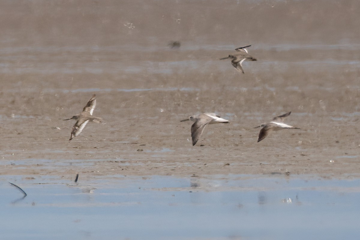 Nordmann's Greenshank - ML627333910