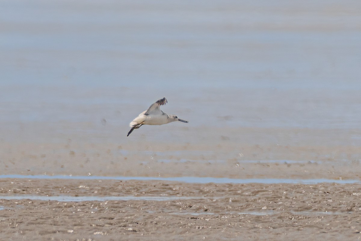 Nordmann's Greenshank - ML627333911