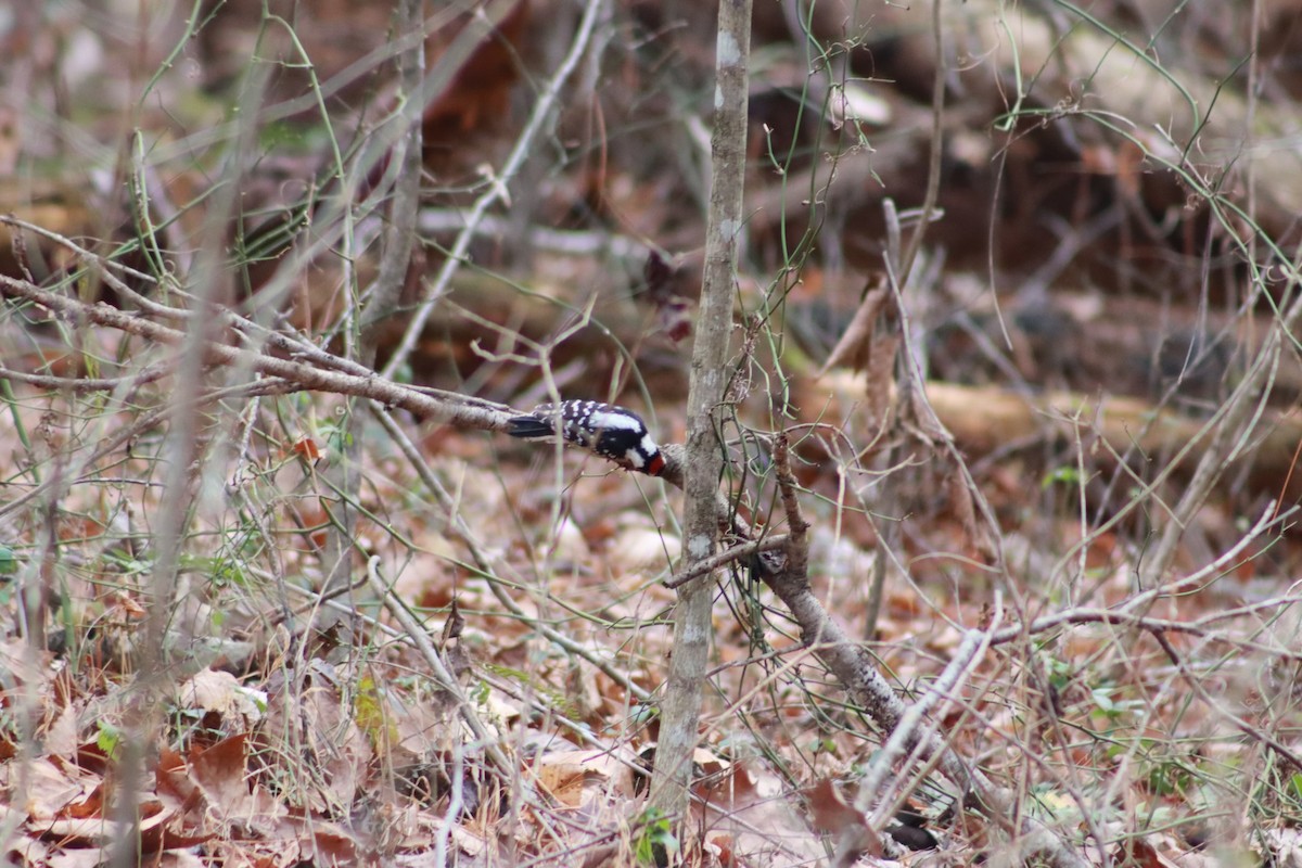 Downy Woodpecker - ML627333934