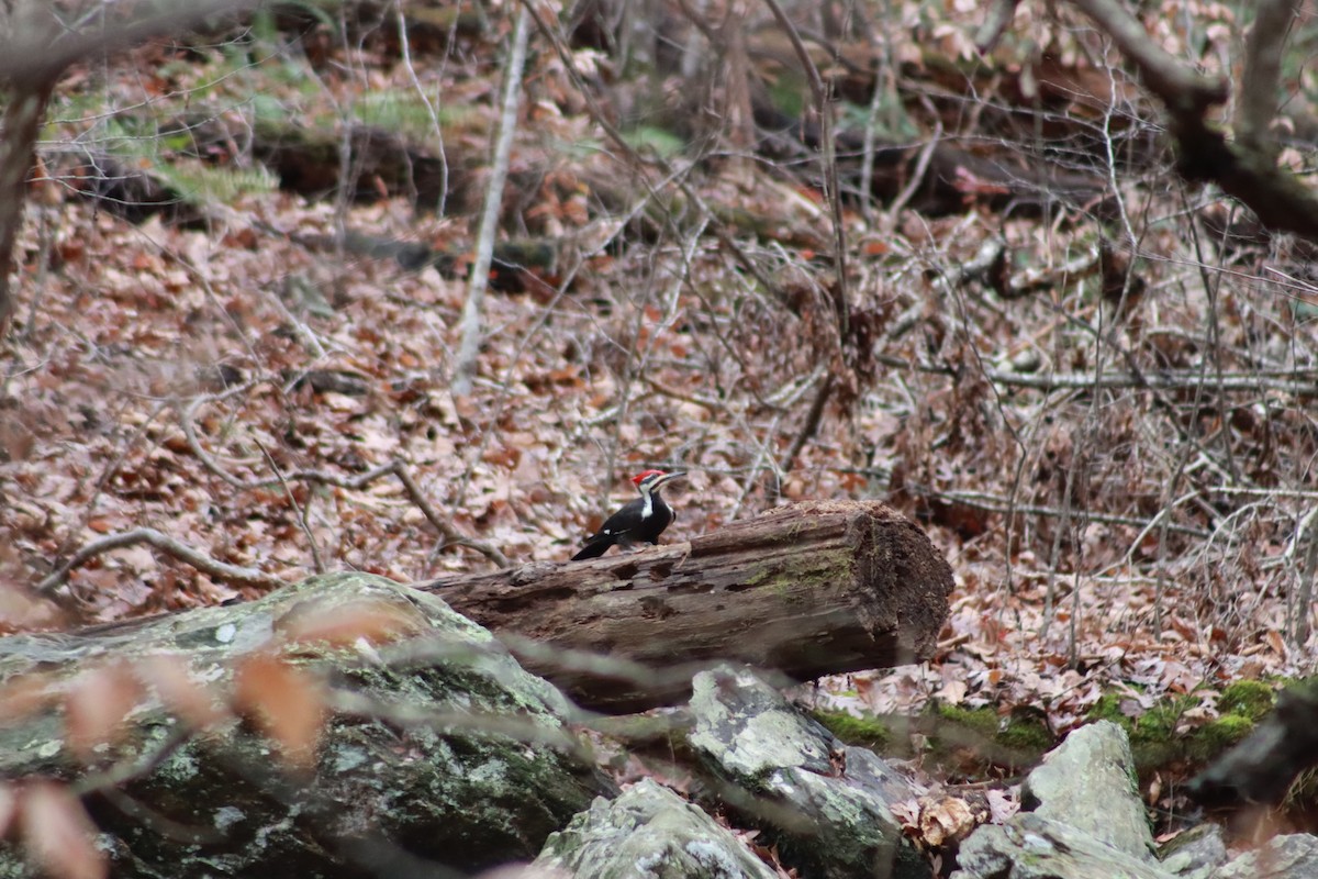 Pileated Woodpecker - ML627333946