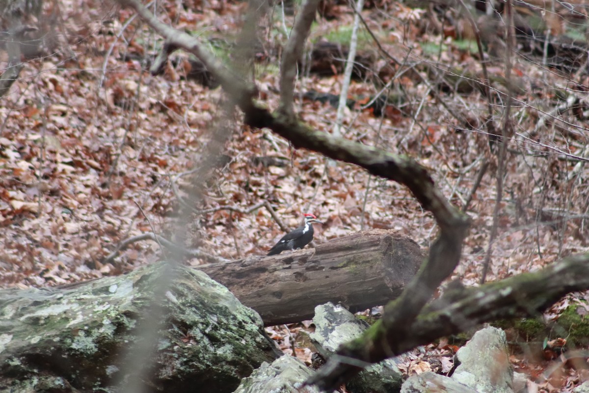 Pileated Woodpecker - ML627333948