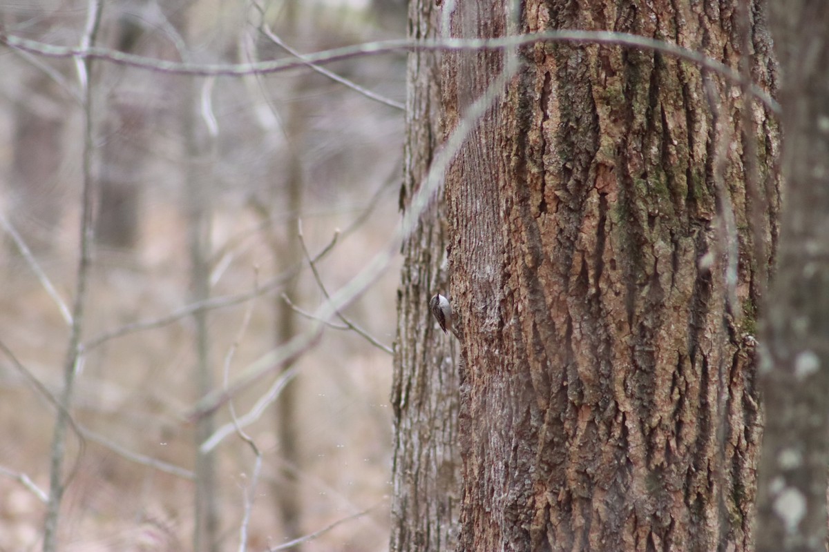 Brown Creeper - ML627333952
