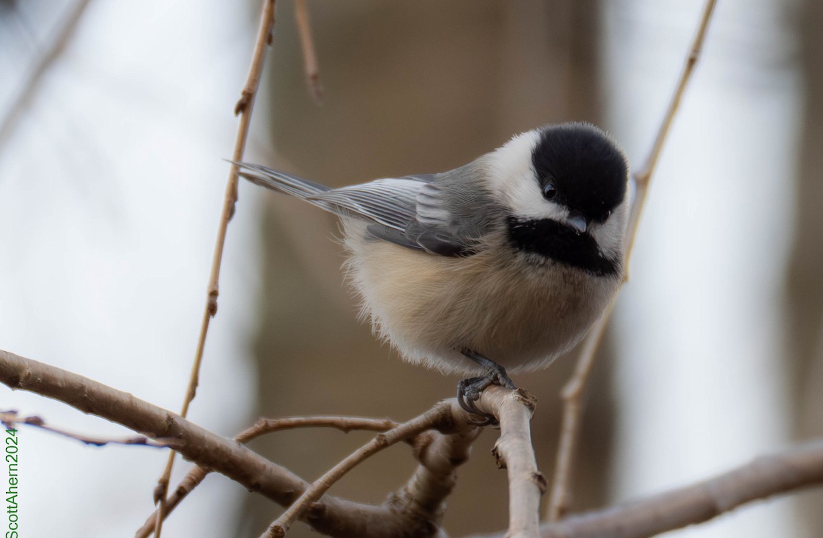 Black-capped Chickadee - ML627334003
