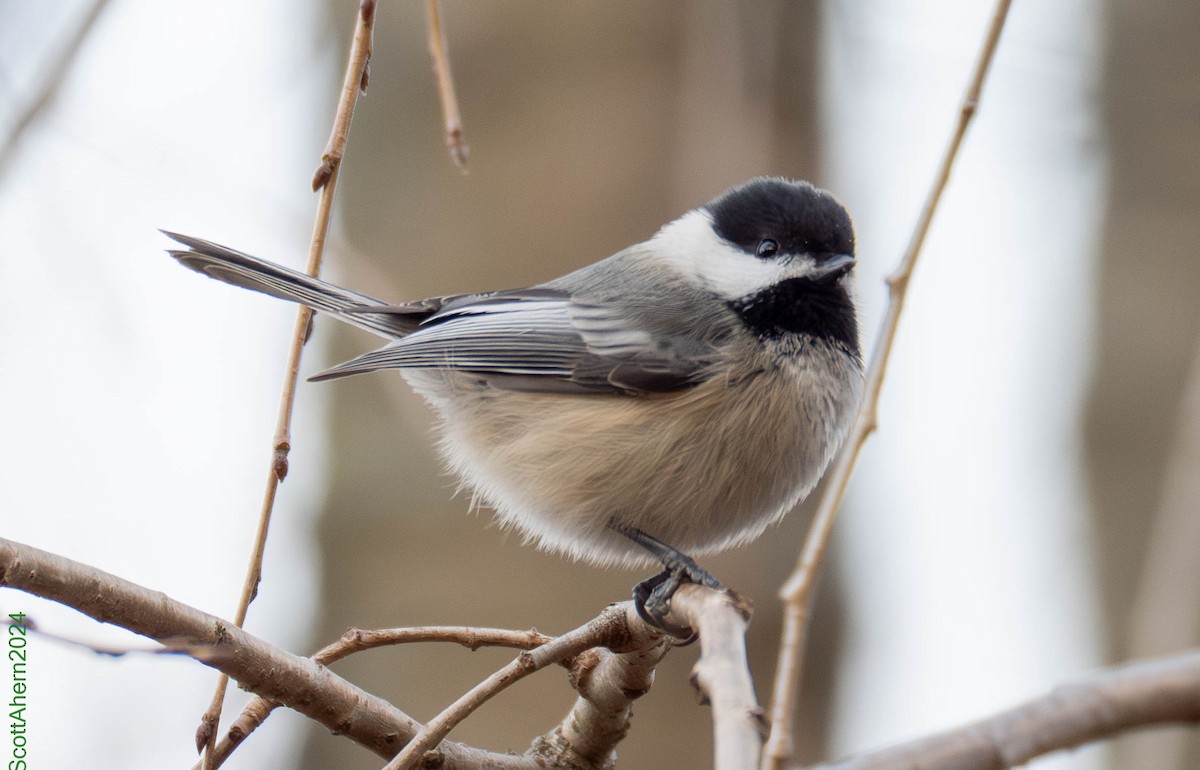 Black-capped Chickadee - ML627334017