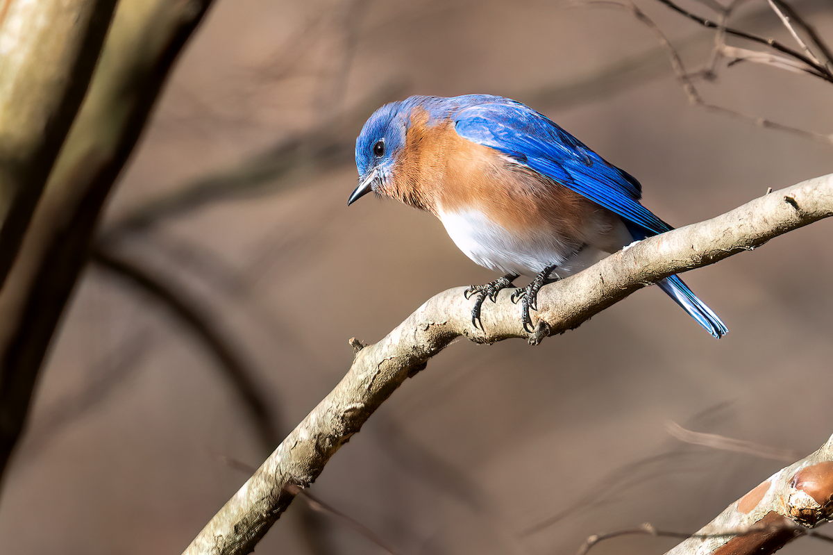 Eastern Bluebird - ML627334072
