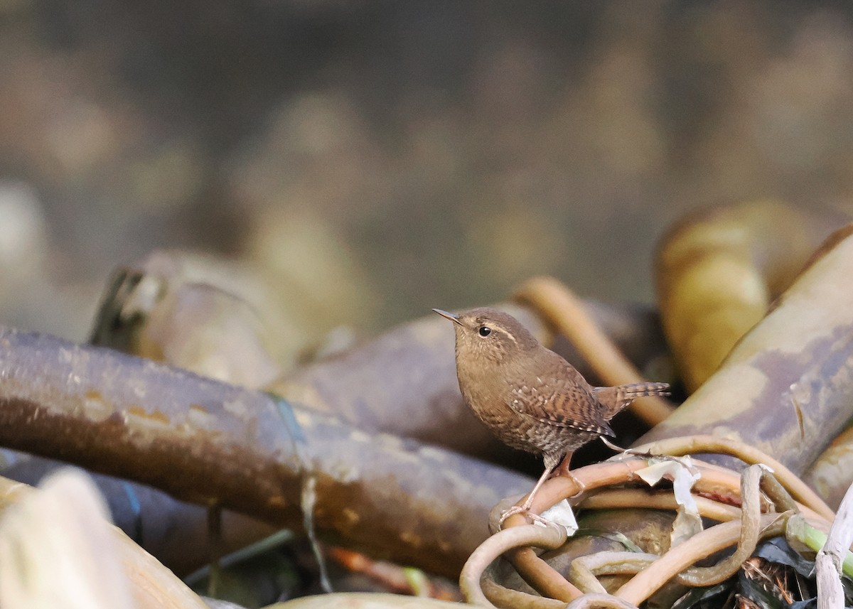 Pacific Wren - ML627334079