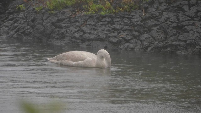Whooper Swan - ML627334349