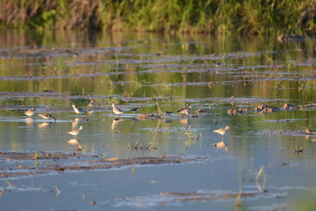 Pivieressa - ML627334402