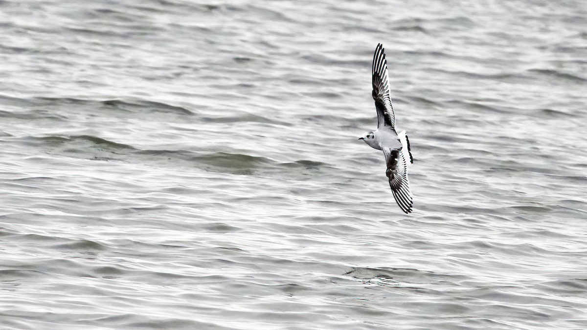 Little Gull - ML627334436