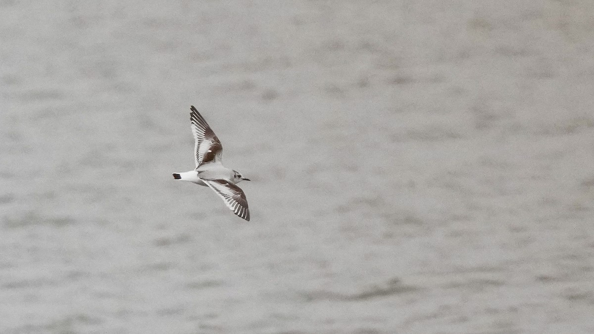Little Gull - ML627334445