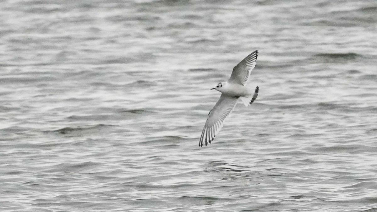 Little Gull - ML627334449