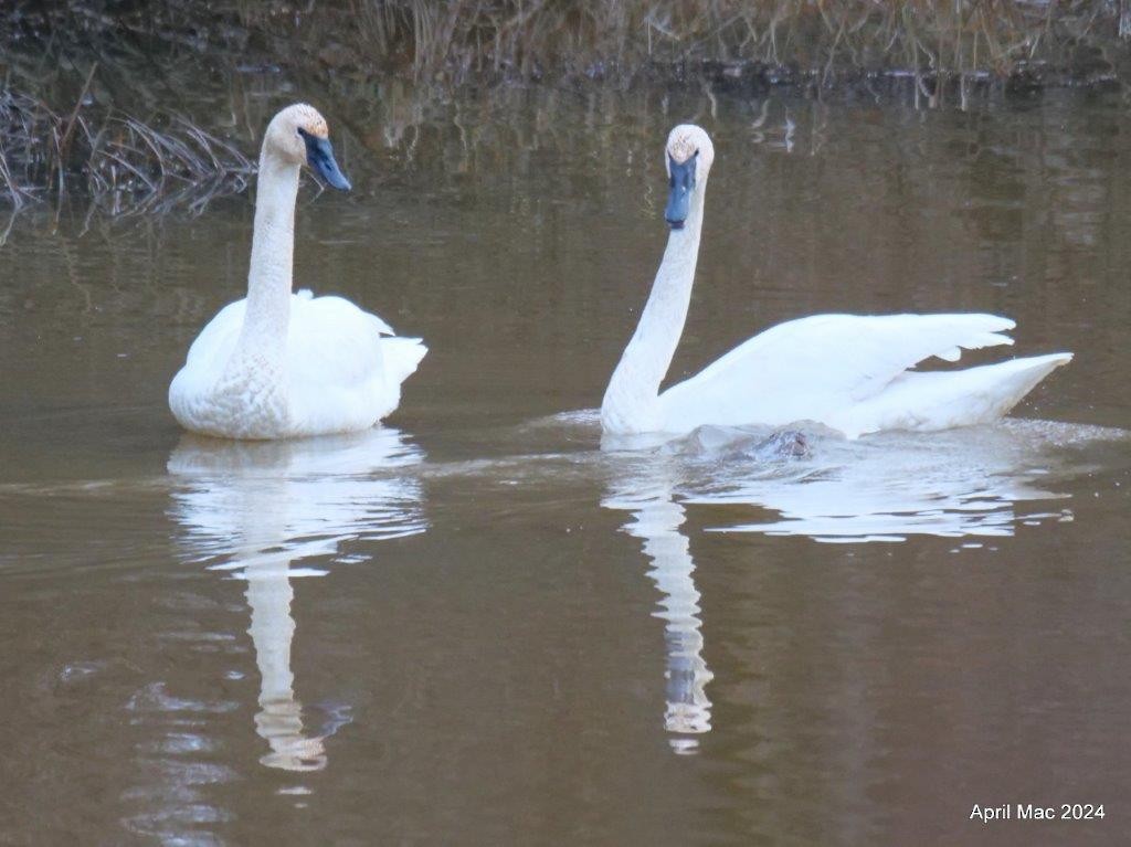 Trumpeter Swan - ML627334454