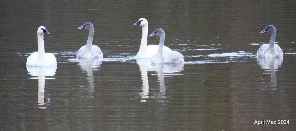 Trumpeter Swan - ML627334455
