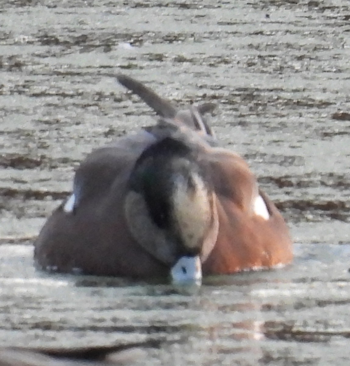 American Wigeon - ML627334522