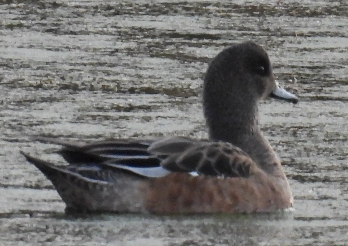 American Wigeon - ML627334523