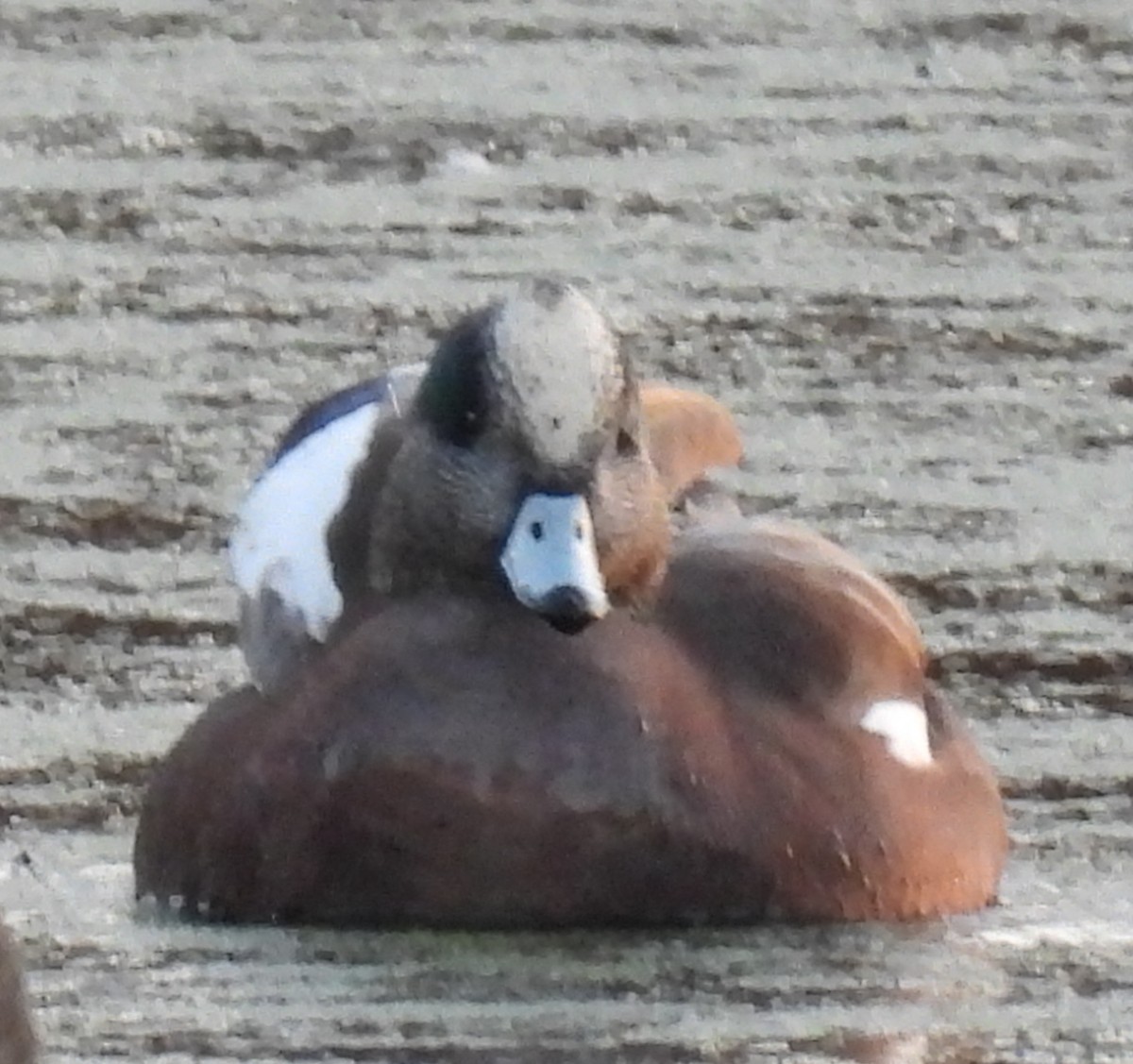 American Wigeon - ML627334524