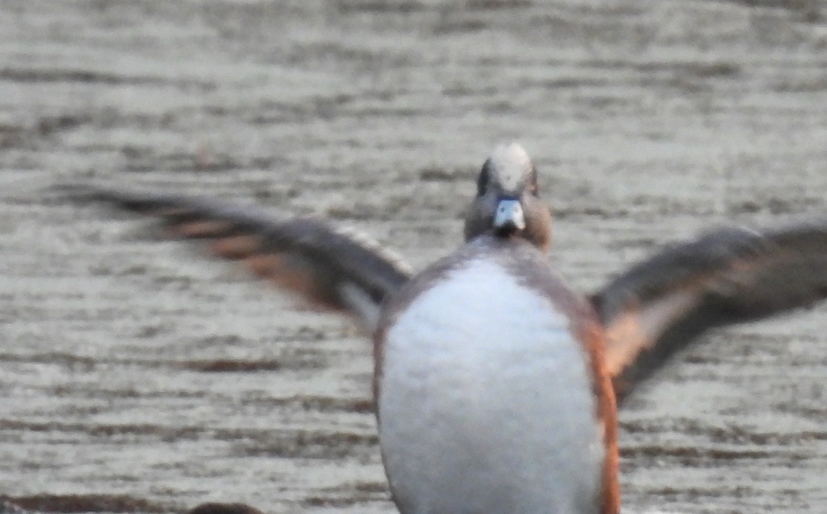 American Wigeon - ML627334525