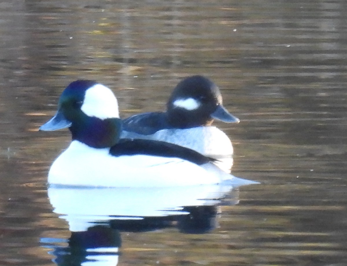 Bufflehead - ML627334532