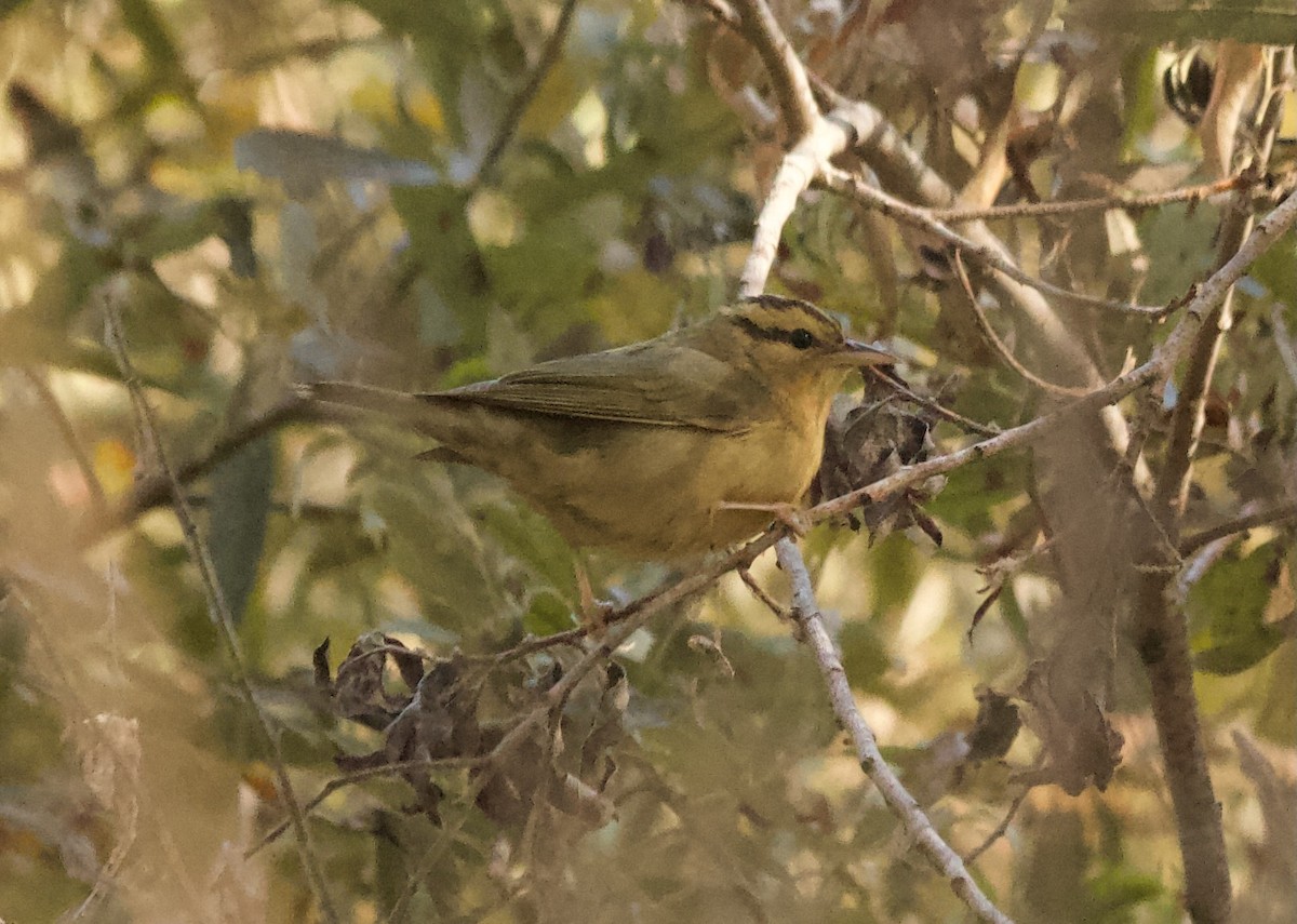 フタスジアメリカムシクイ - ML627335032