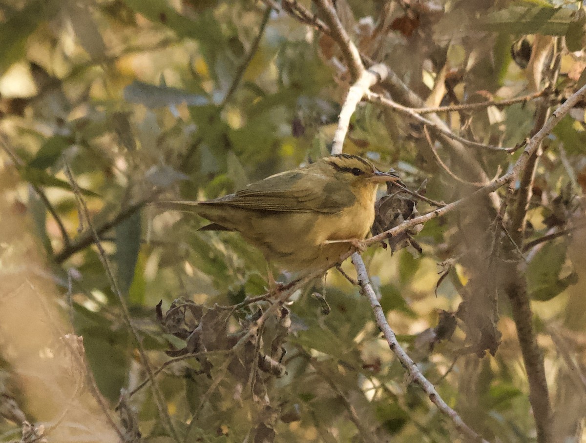 フタスジアメリカムシクイ - ML627335034