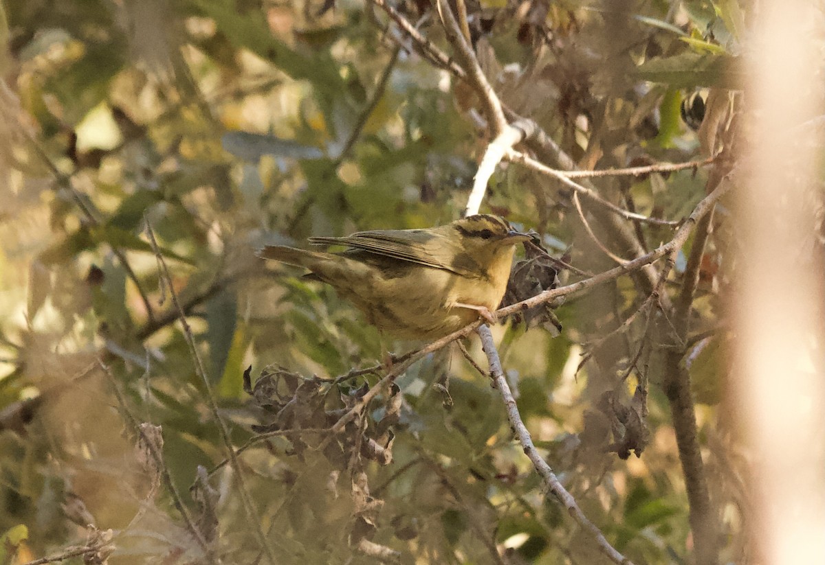 フタスジアメリカムシクイ - ML627335037