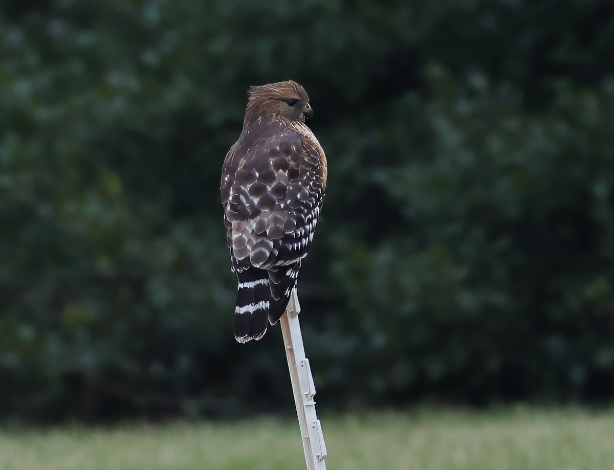 Red-shouldered Hawk - ML627335152
