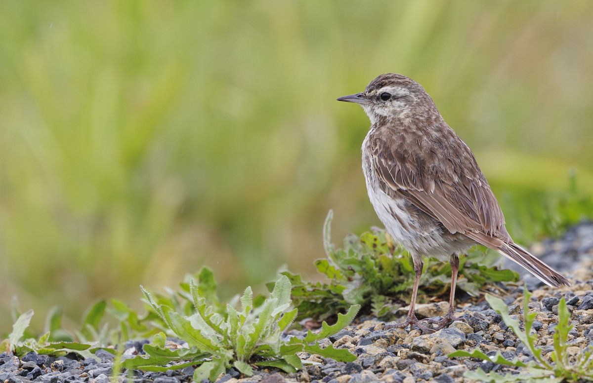 New Zealand Pipit - ML627335285