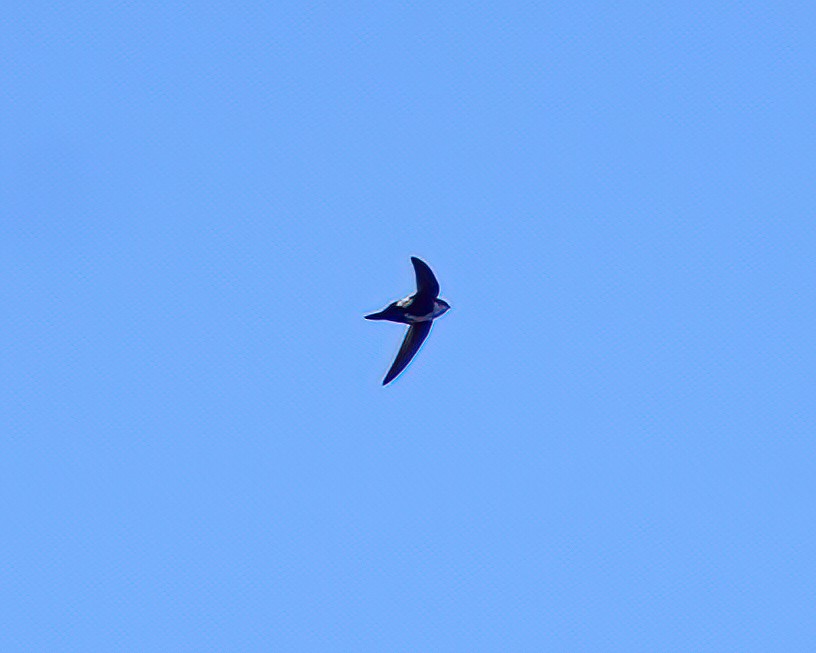 White-throated Swift - ML627335390