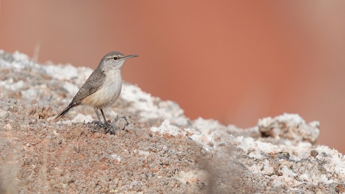 Rock Wren - ML627335407
