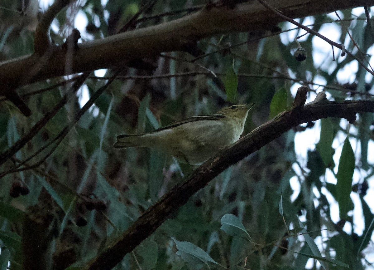 Blackpoll Warbler - ML627335525