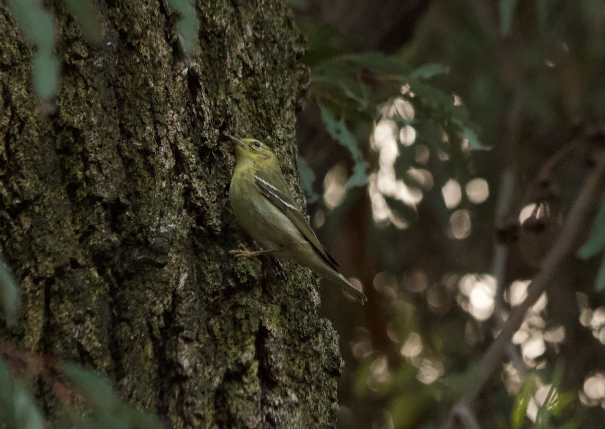 Blackpoll Warbler - ML627335533