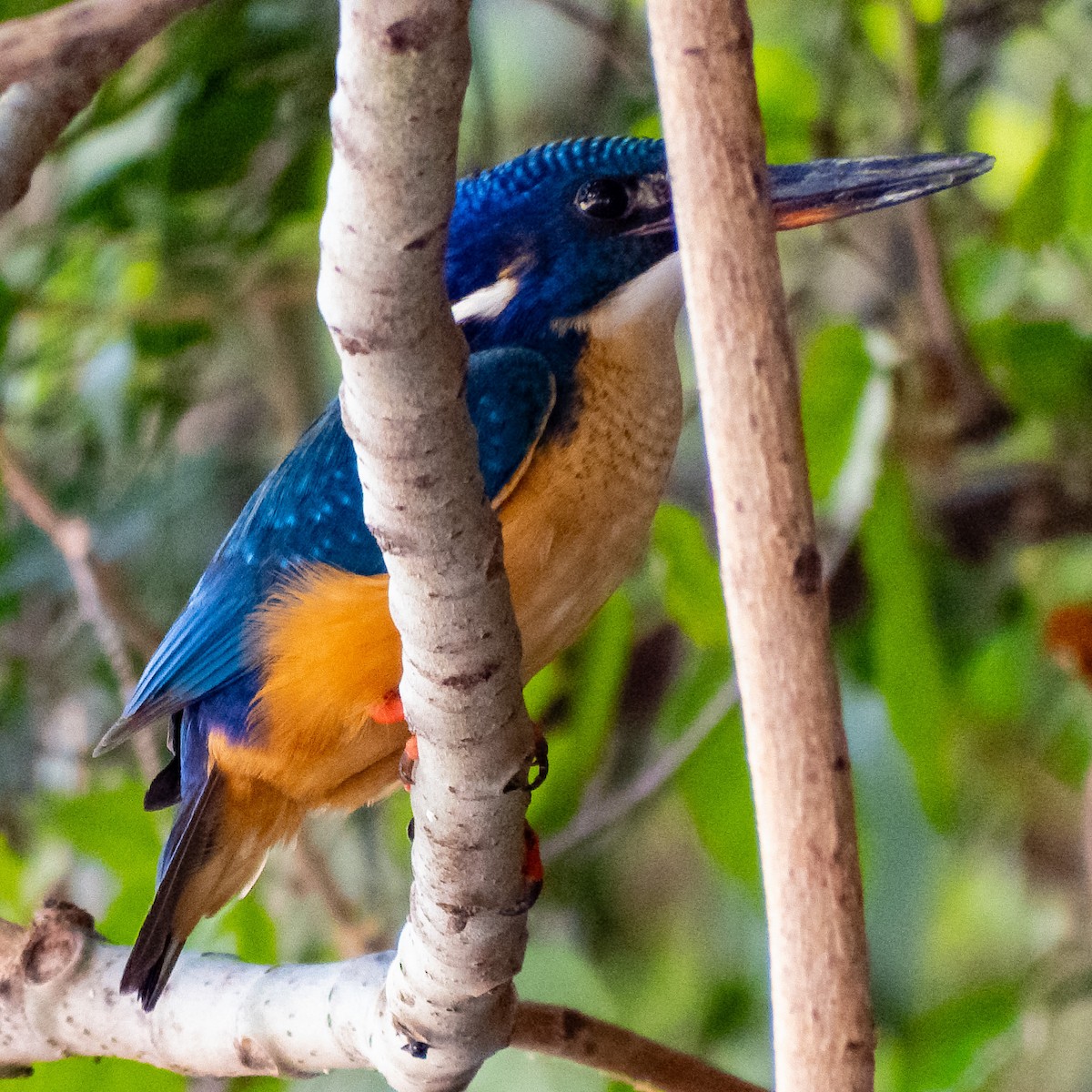 Half-collared Kingfisher - ML627335700