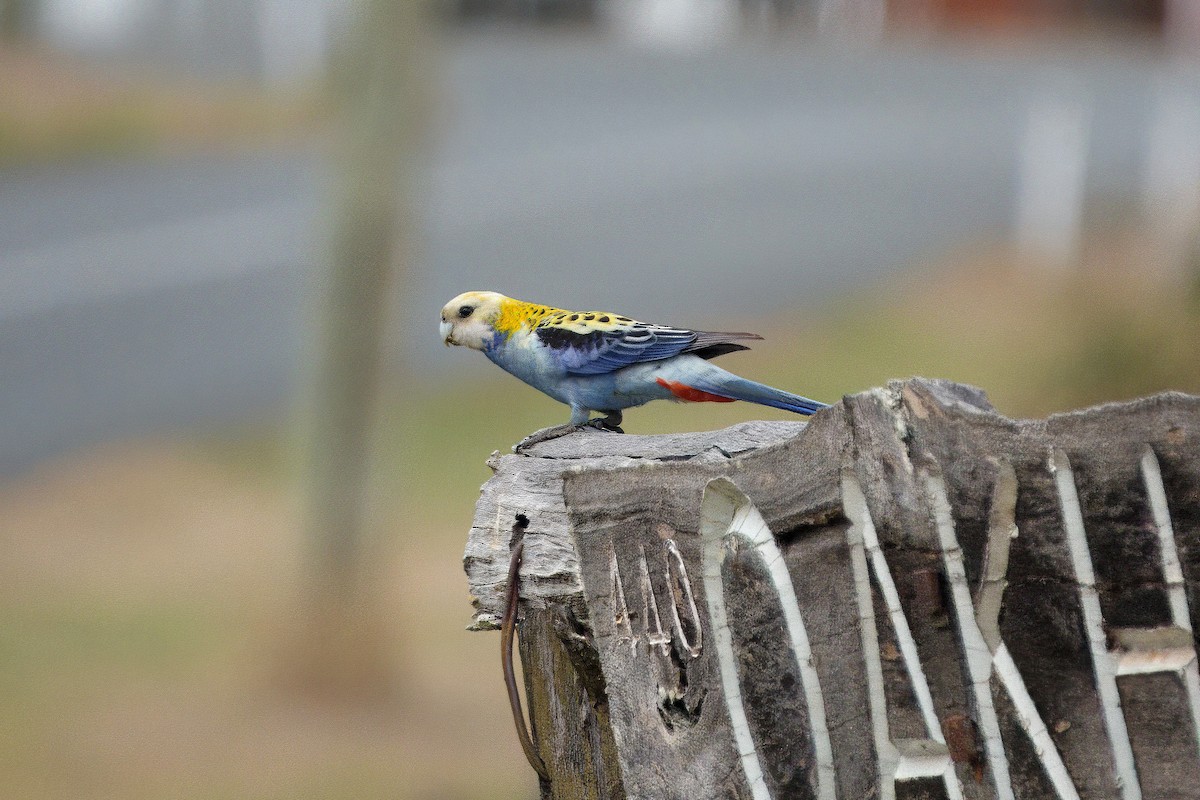 Pale-headed Rosella - ML627335708