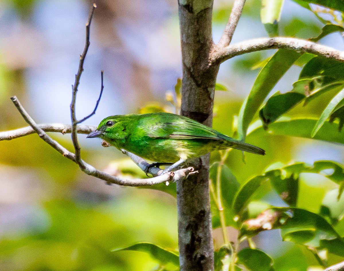 Dotted Tanager - ML627335719