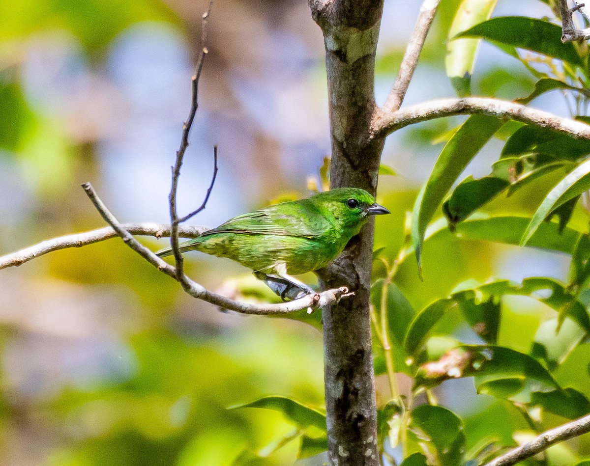 Dotted Tanager - ML627335720