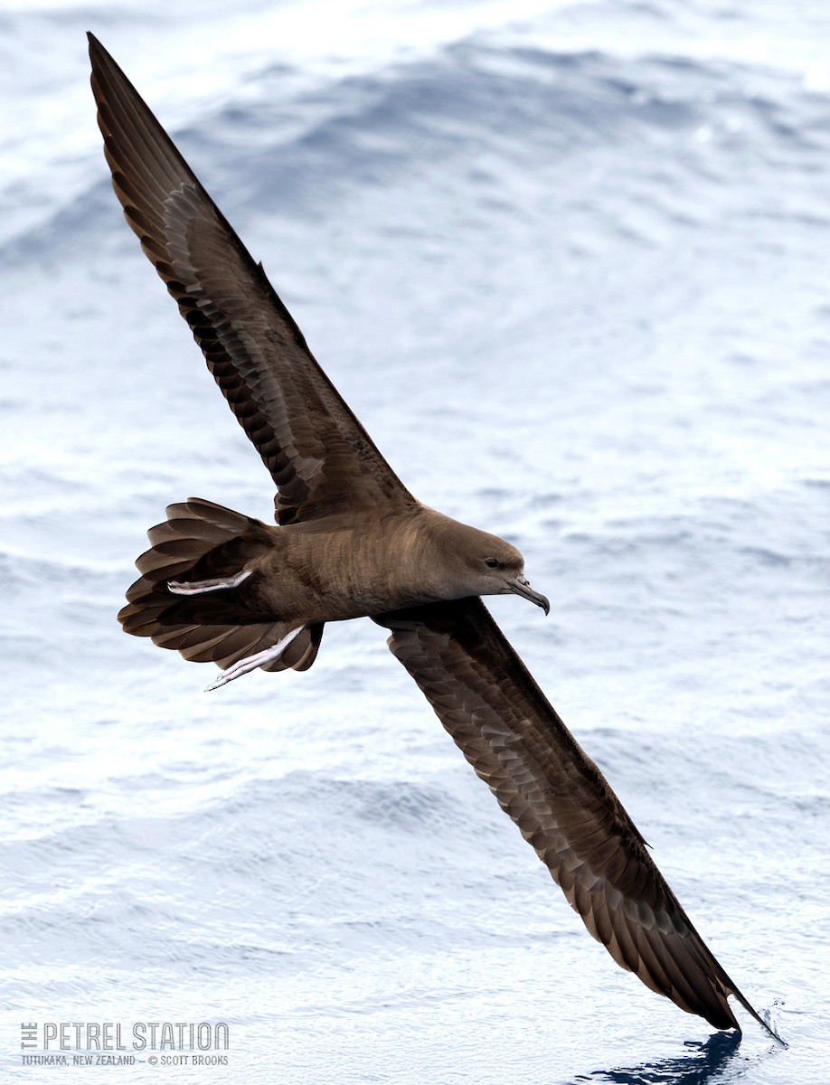 Wedge-tailed Shearwater - ML627335729