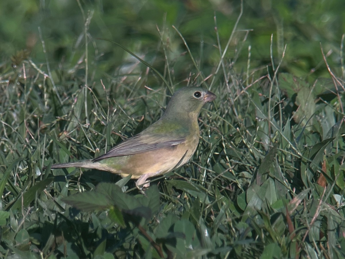 Painted Bunting - ML627335768