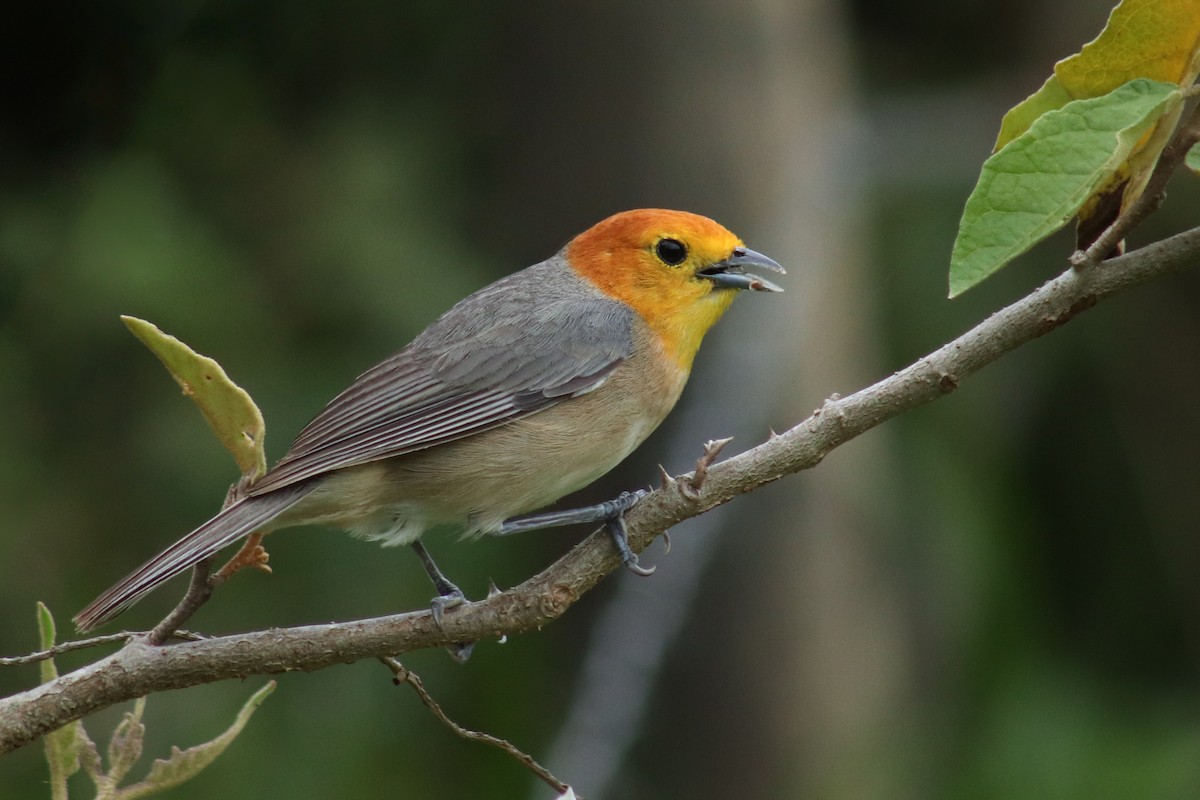 Orange-headed Tanager - ML627335931