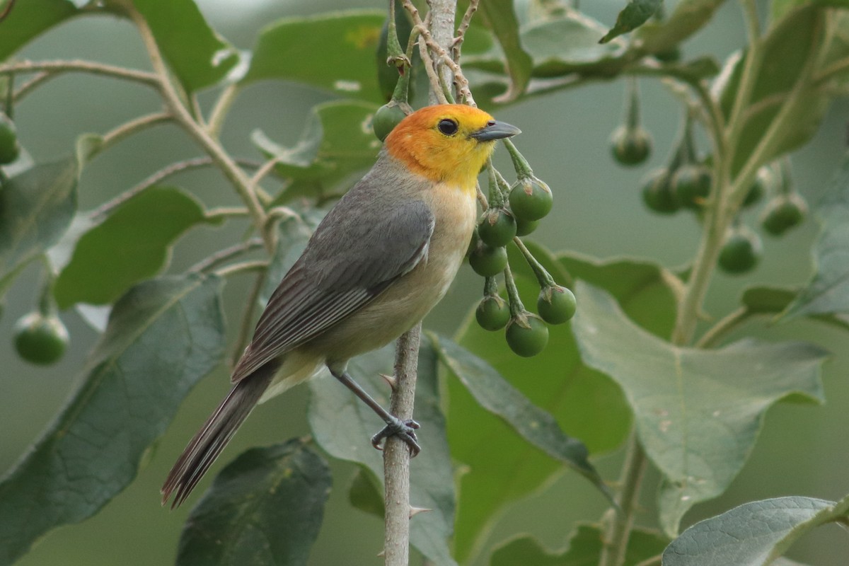 Orange-headed Tanager - ML627335932