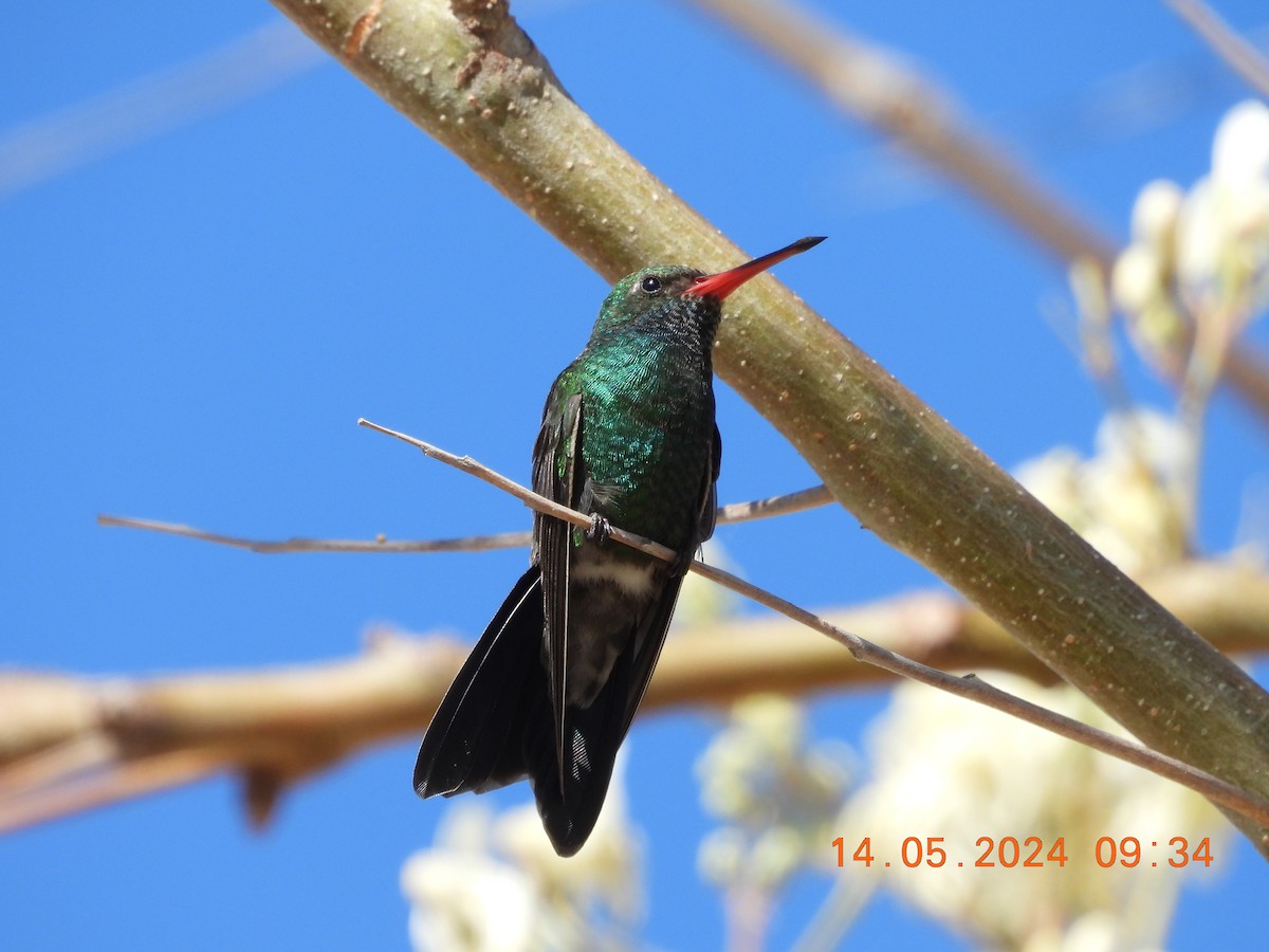 Tres Marias Hummingbird - ML627336164