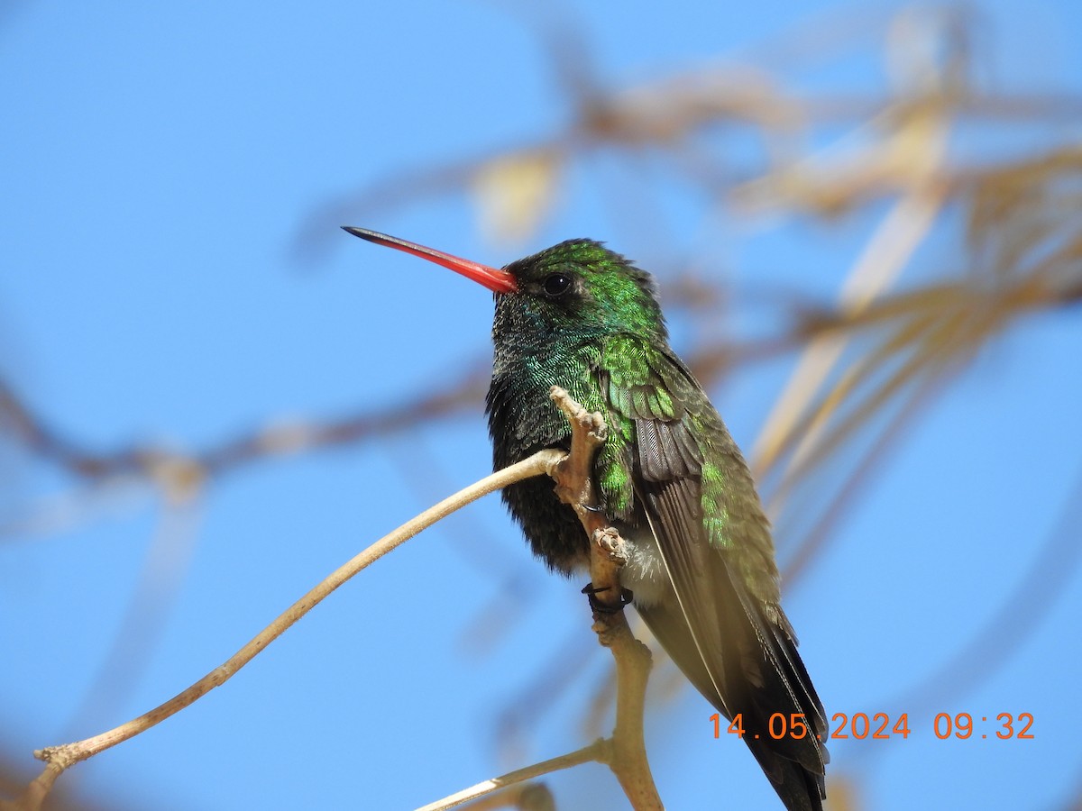 Tres Marias Hummingbird - ML627336166