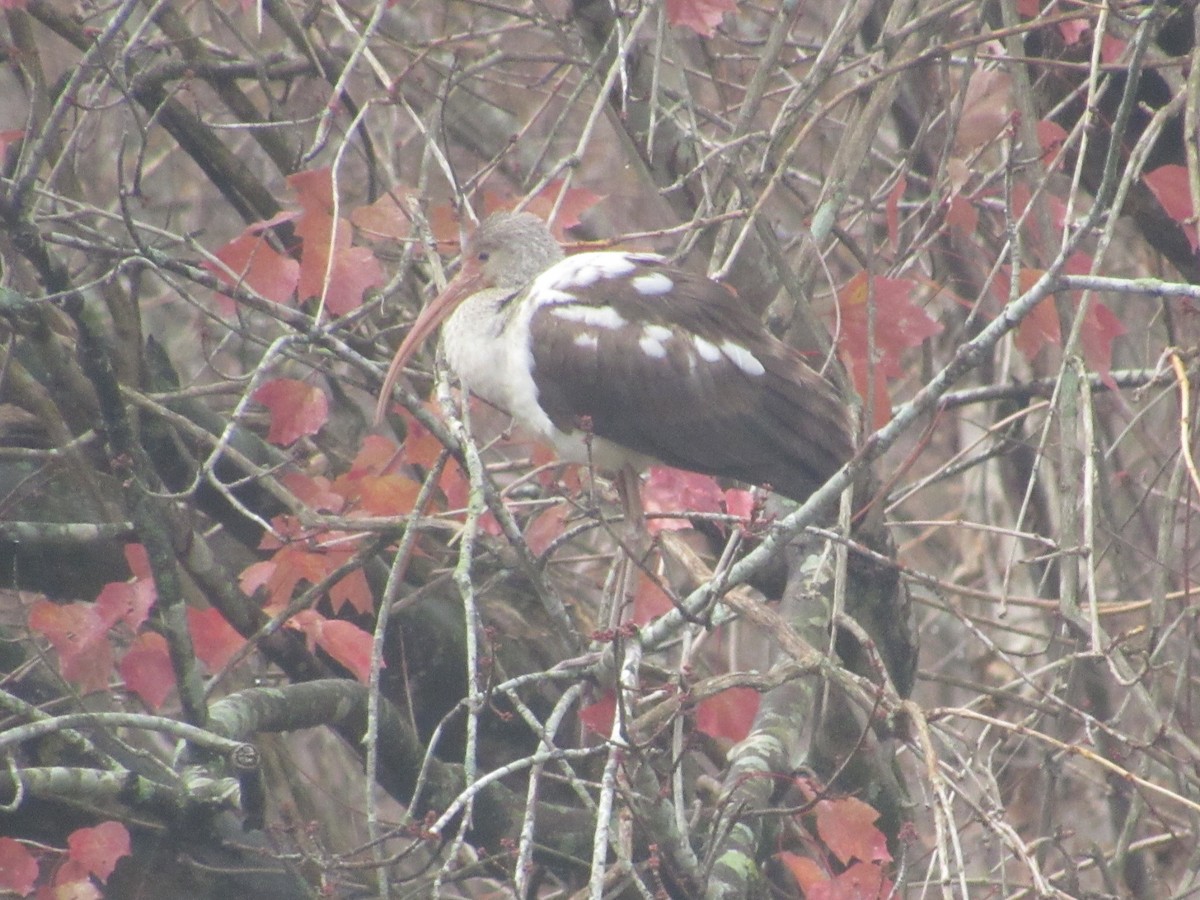 White Ibis - ML627336187