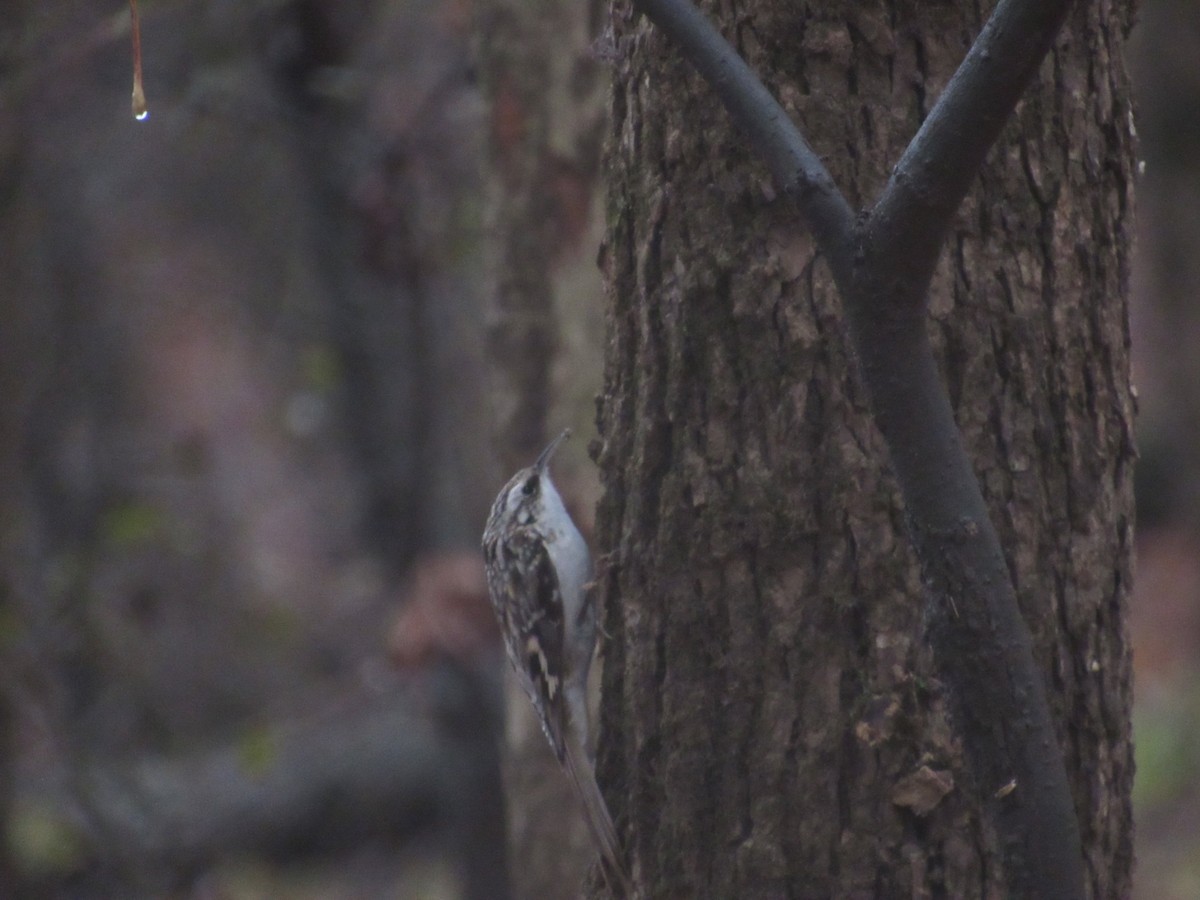 Brown Creeper - ML627336198