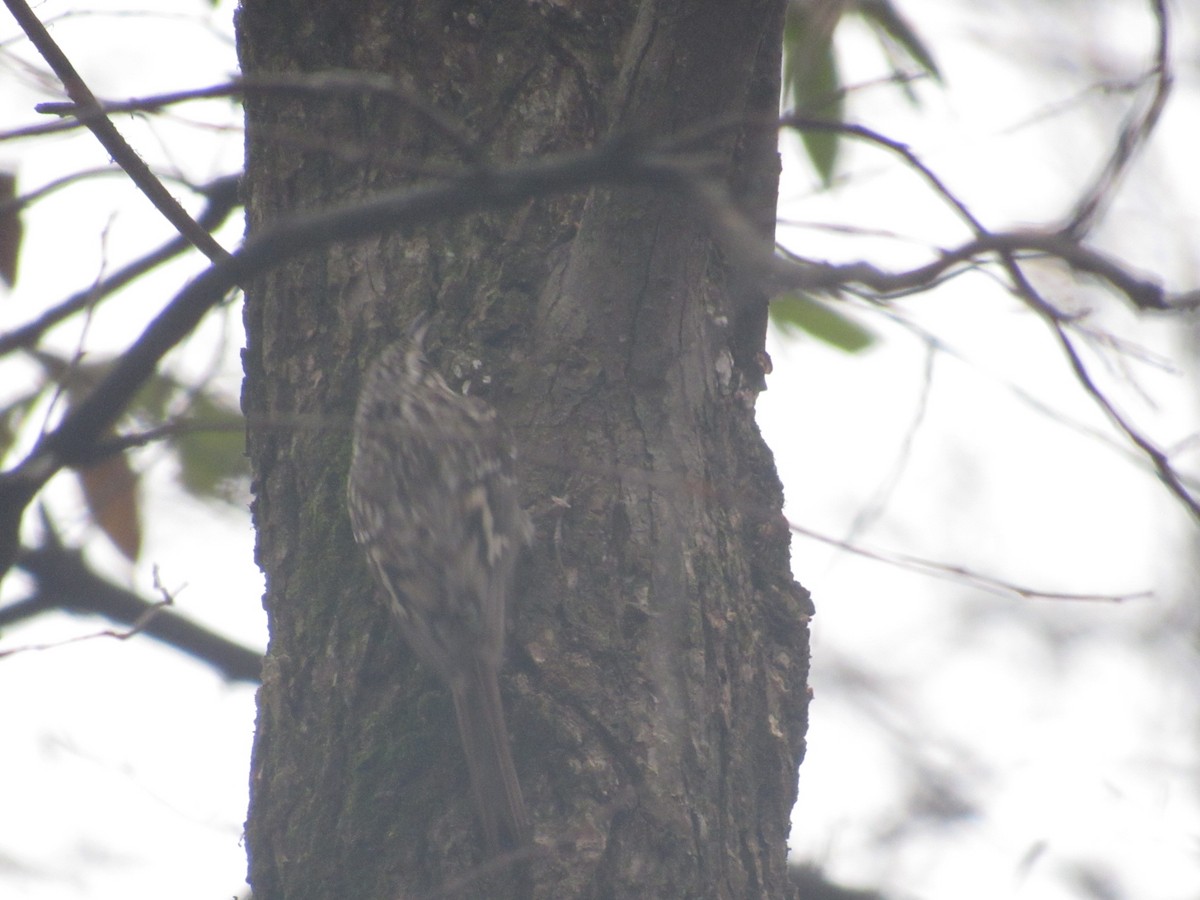 Brown Creeper - ML627336199